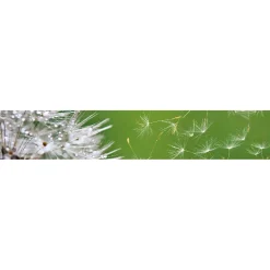 Välitilatarra Dimex Dandelion 180-350x60cm