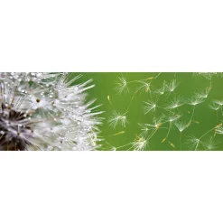 Välitilatarra Dimex Dandelion 180-350x60cm