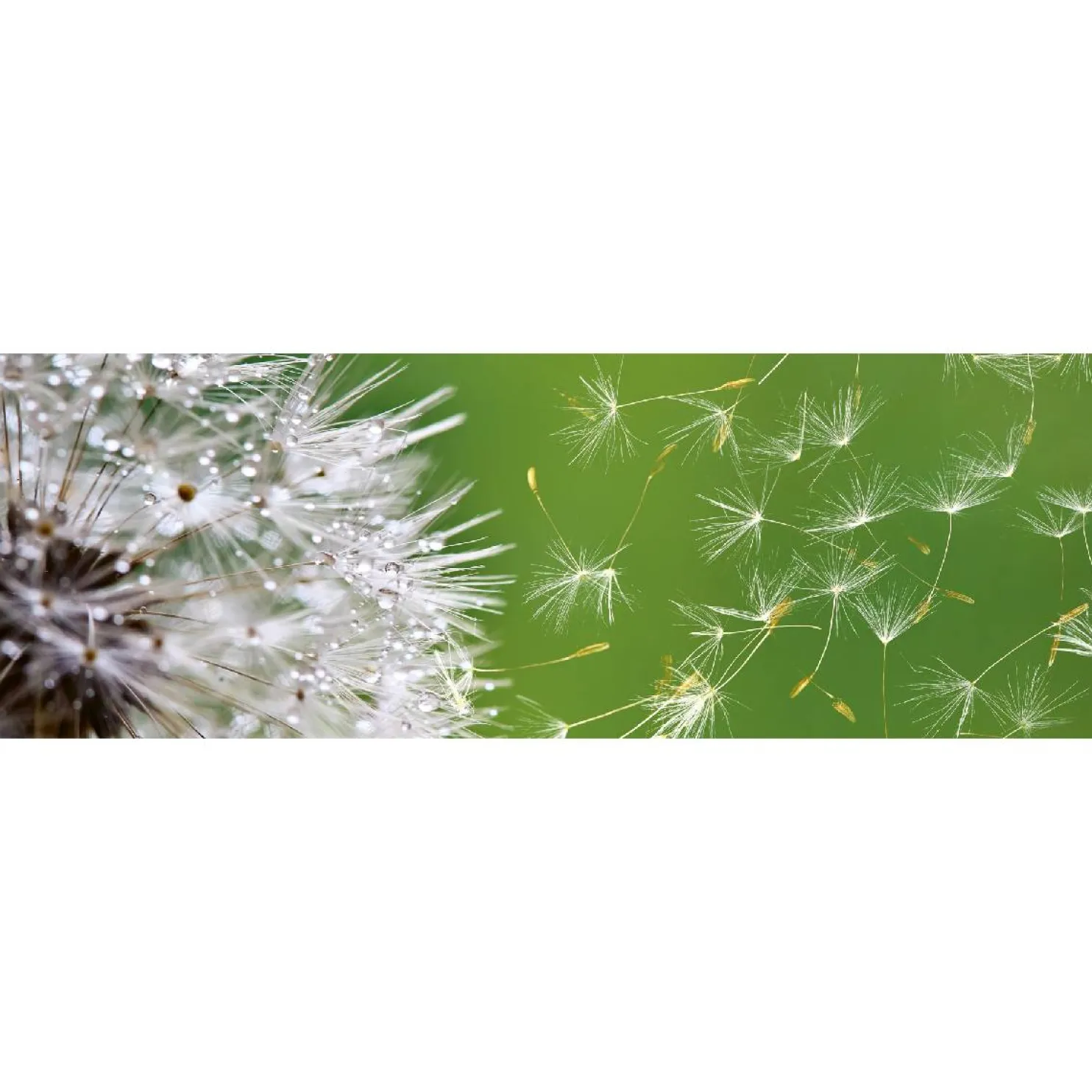 Välitilatarra Dimex Dandelion 180-350x60cm