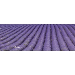 Välitilatarra Dimex Lavender Field 180-350x60cm