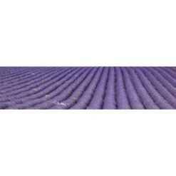 Välitilatarra Dimex Lavender Field 180-350x60cm