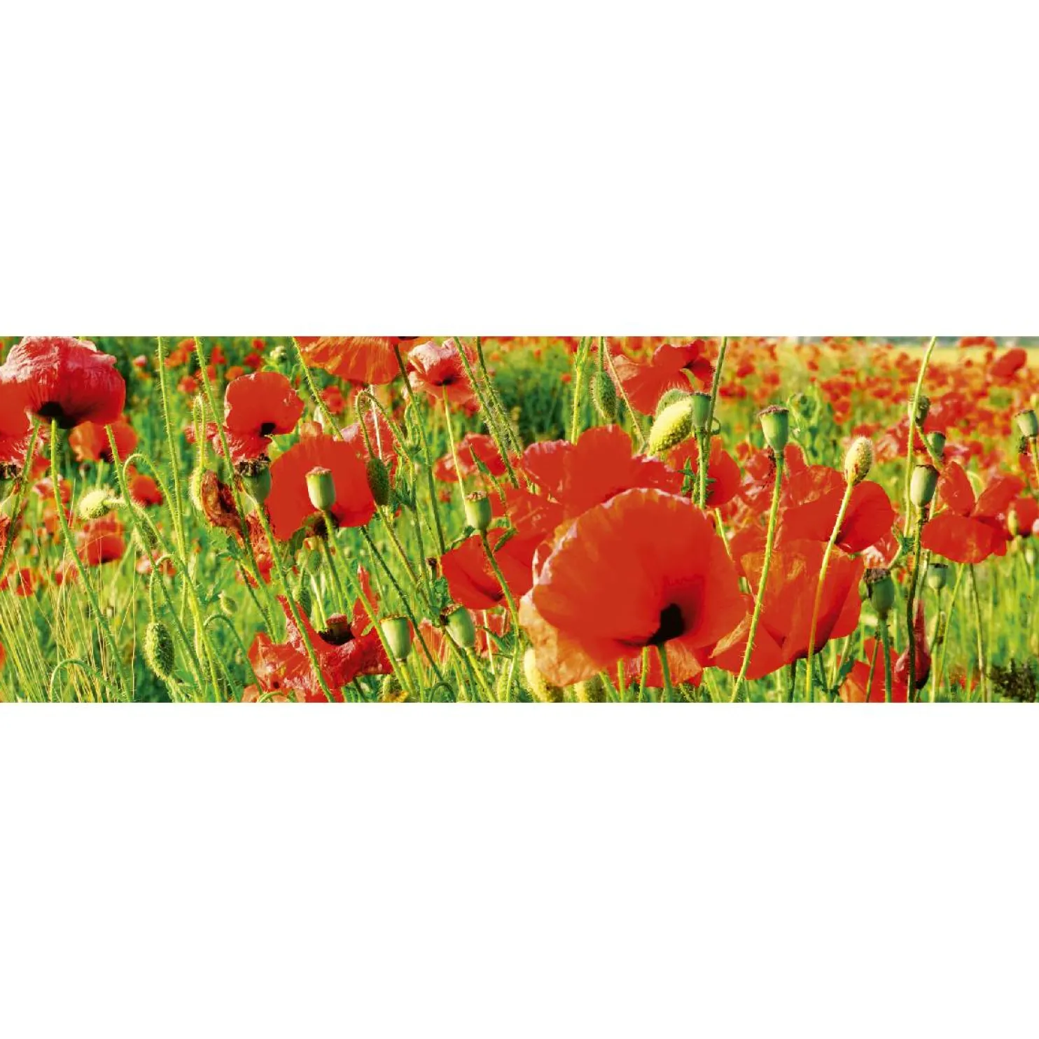 Välitilatarra Dimex Red Poppies 180-350x60cm
