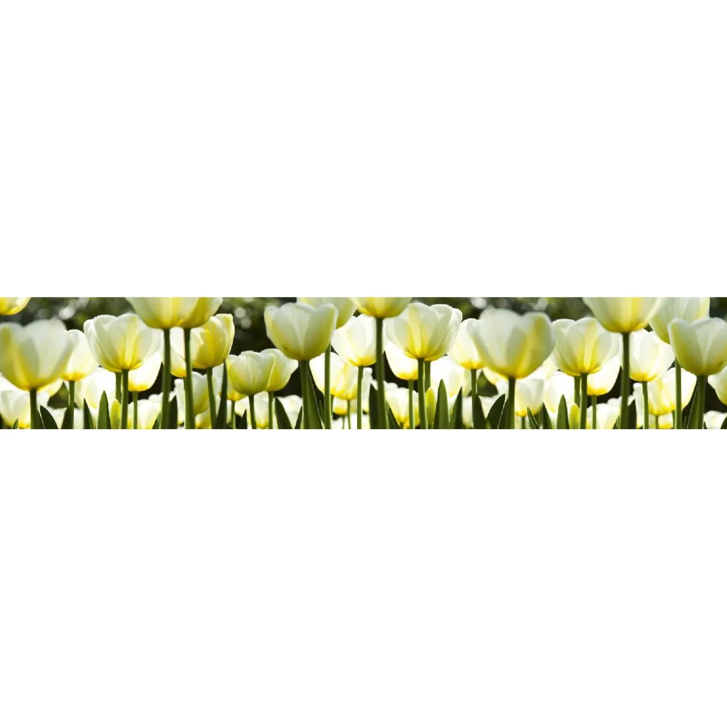 Välitilatarra Dimex White Tulips 180-350x60cm