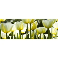 Välitilatarra Dimex White Tulips 180-350x60cm