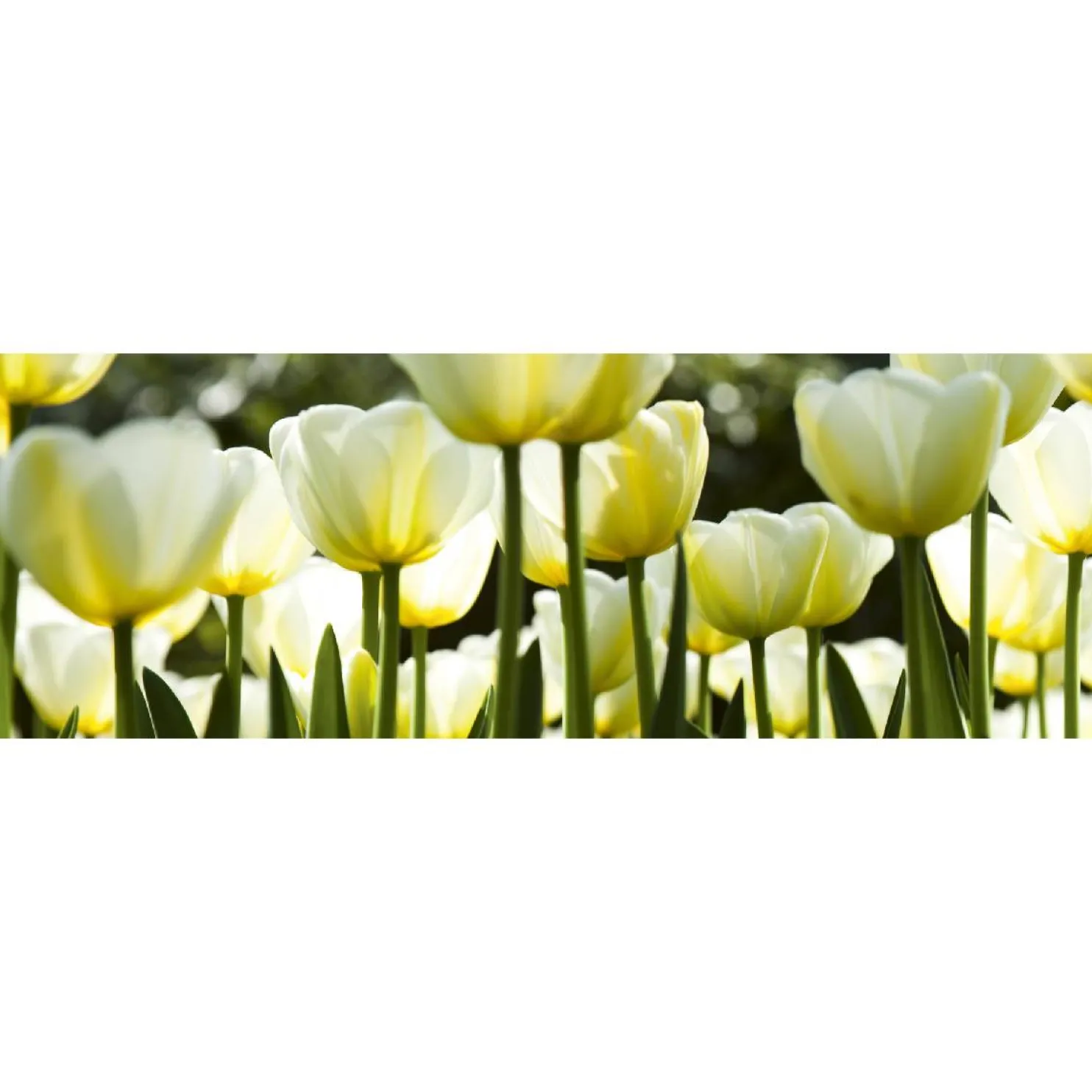 Välitilatarra Dimex White Tulips 180-350x60cm